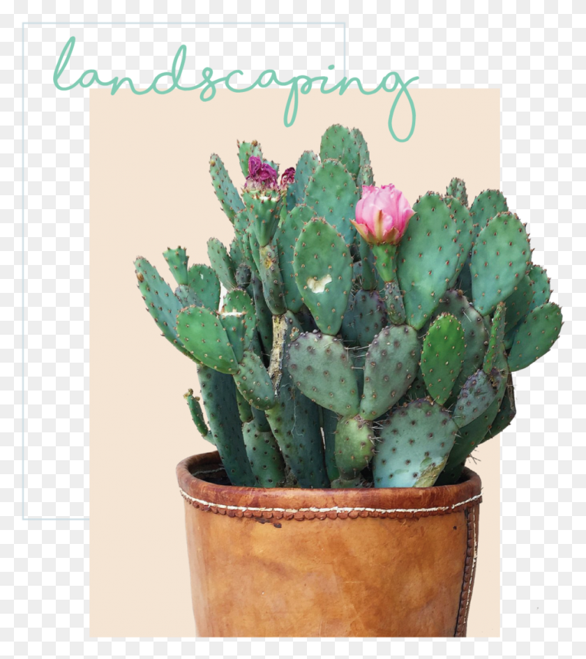 947x1075 Landscaping Plants Eastern Prickly Pear, Plant, Cactus Descargar Hd Png