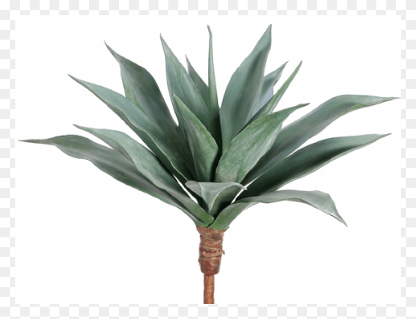 801x601 Large Agave Frosted Green Agave, Plant, Fruit, Food HD PNG Download