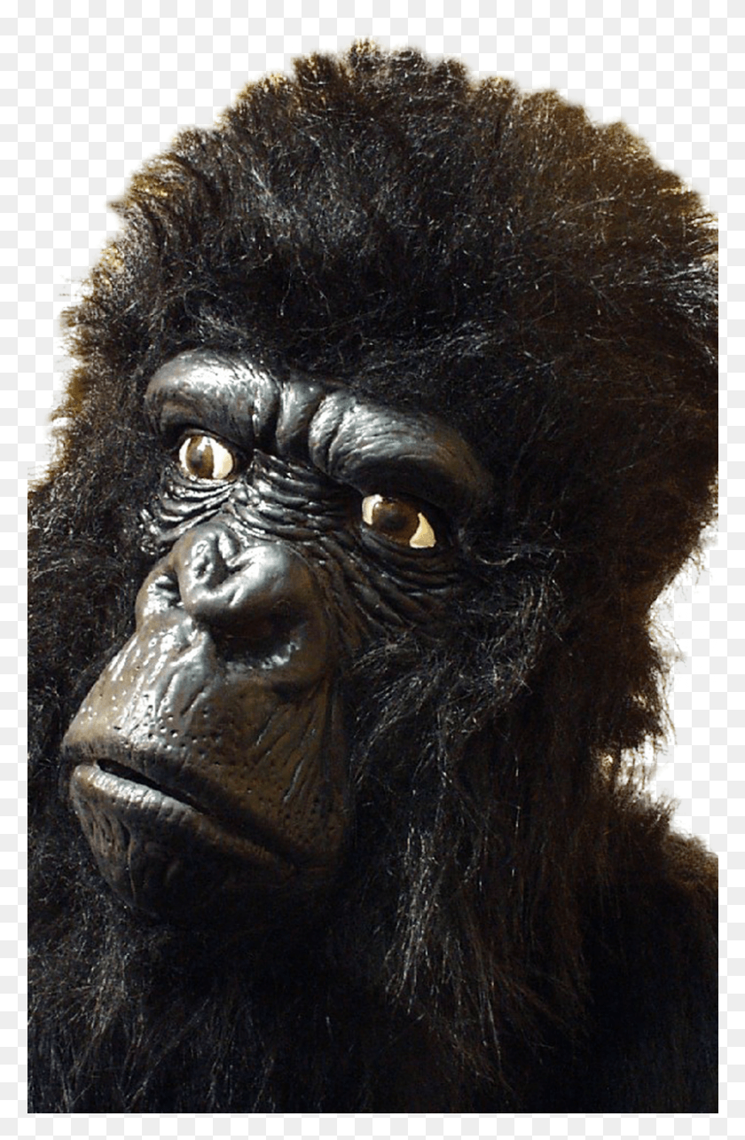 801x1259 Large Gorilla Mask With Hair Mountain Gorilla, Ape, Wildlife, Mammal HD PNG Download