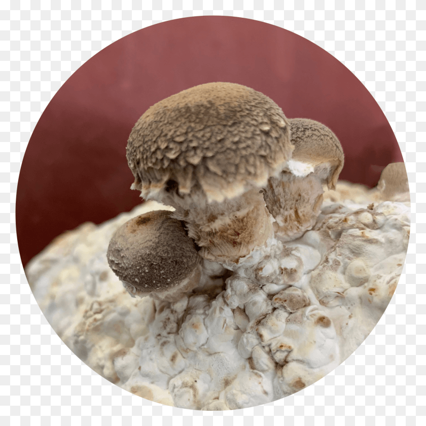 1417x1417 Large House Fruiting Mushrooms Medicinal Mushroom, Plant, Fungus, Agaric HD PNG Download