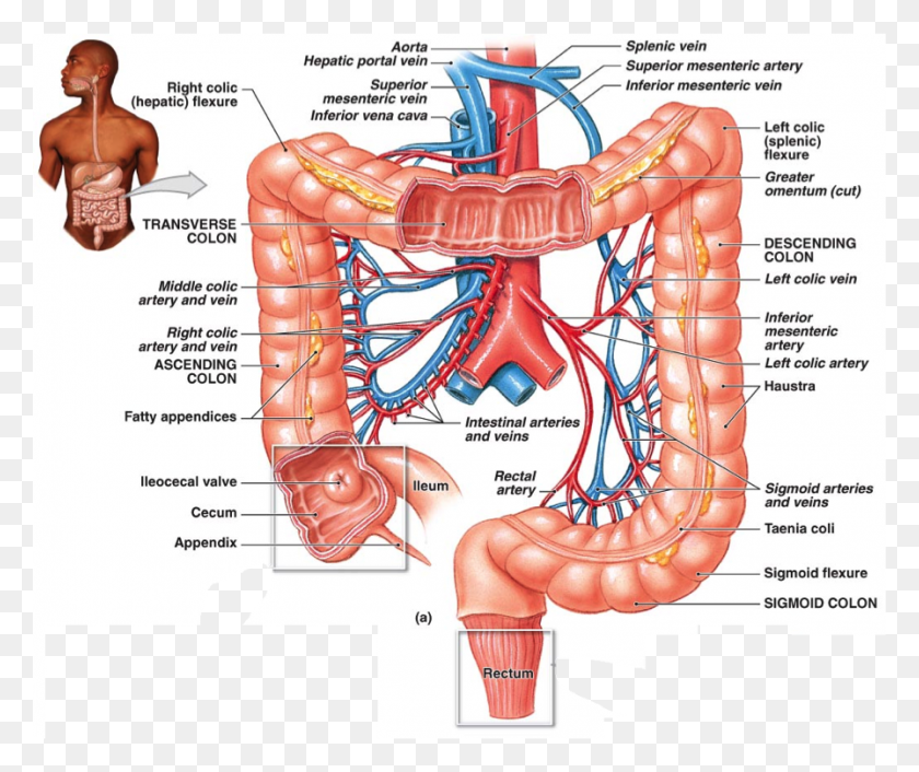 896x743 Large Intestine Blood Vessels Blood Supply Of Descending Colon, Neck, Jaw, Person HD PNG Download