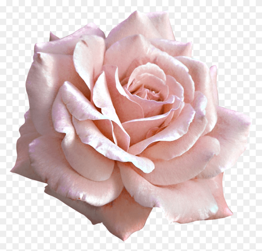 957x915 Large Light Pink Rose Clipart Pink And White Roses, Rose, Flower, Plant Descargar Hd Png