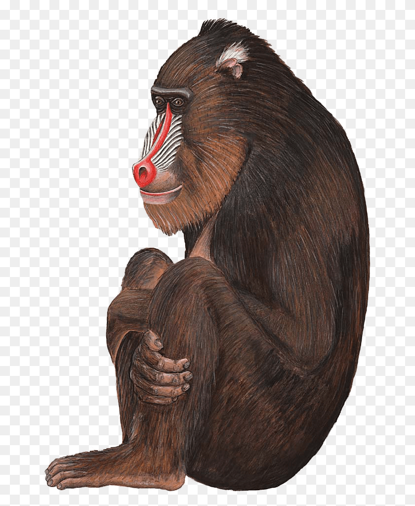 Бабуин на белом фоне