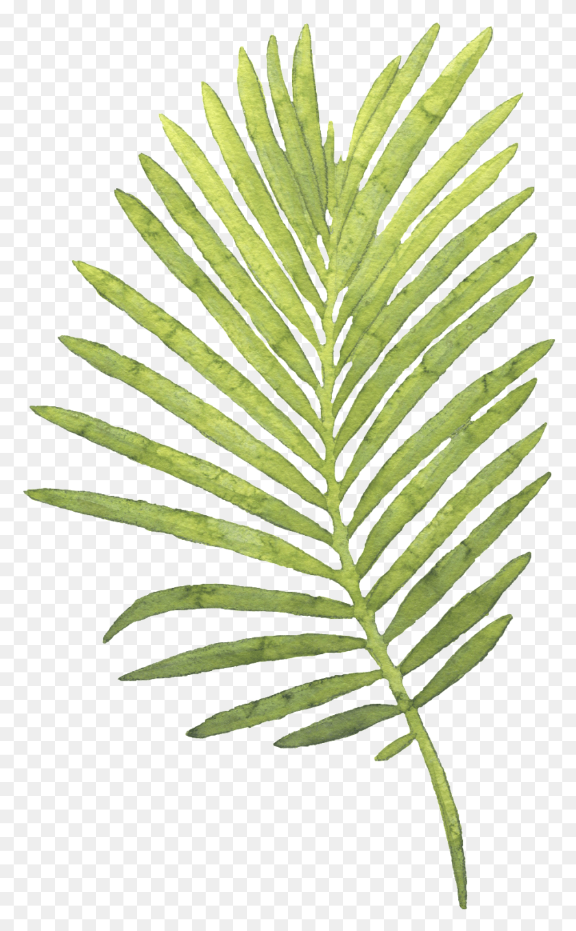 914x1520 Large Piece Of Coco Leaves Hand Painted Watercolor, Plant, Leaf, Fern HD PNG Download