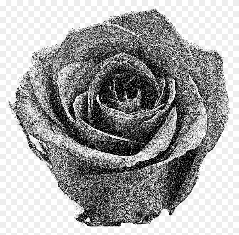 2375x2334 Large Red Roses Clipart Rose, Gray, World Of Warcraft HD PNG Download