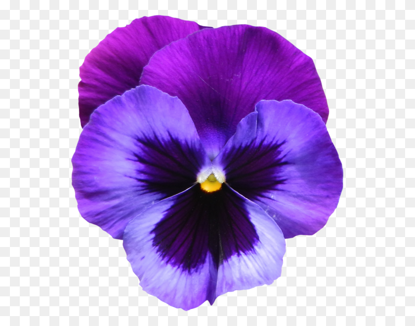 551x600 Large Transparent Purple Violet Flower Clipart Violet, Plant, Blossom, Geranium HD PNG Download