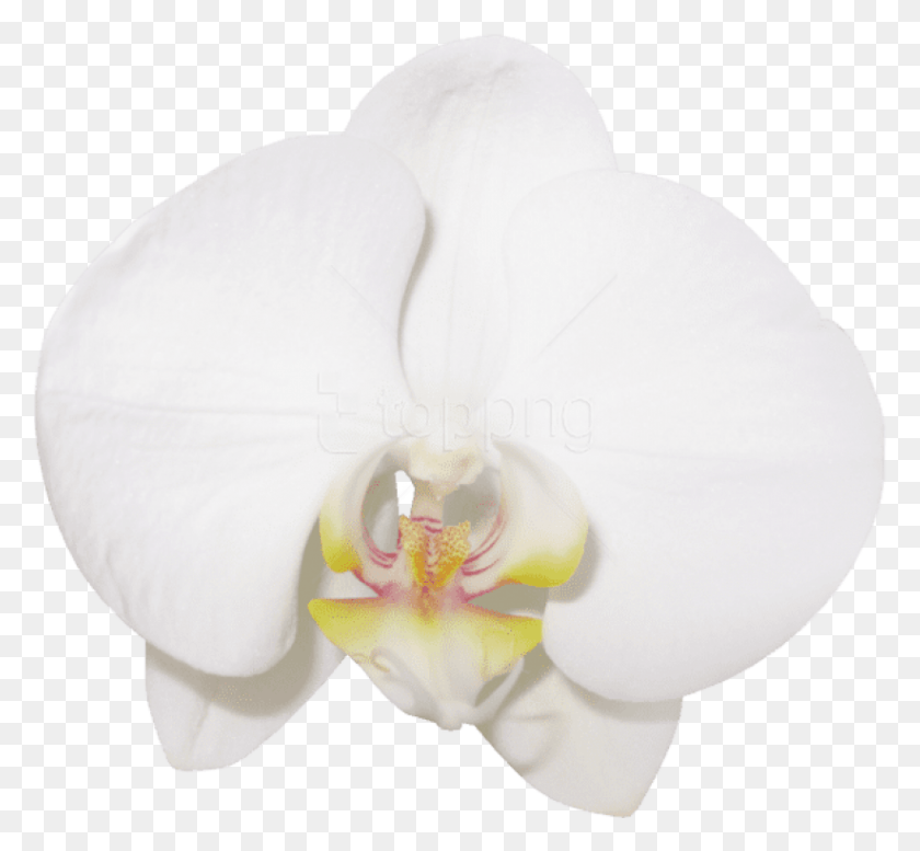 823x757 Large Transparent Vanilla Orchid Images Vanilla Orchid, Plant, Flower, Blossom HD PNG Download