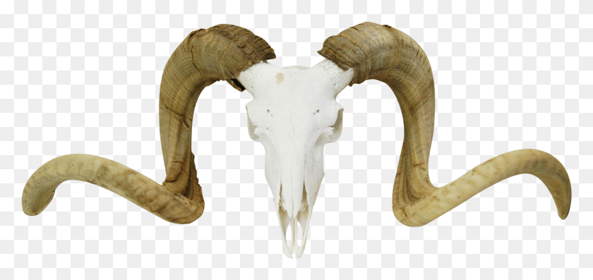 2446x1059 Large Vintage Ram S Skull Chairish Horn, Ivory, Elephant, Wildlife HD PNG Download