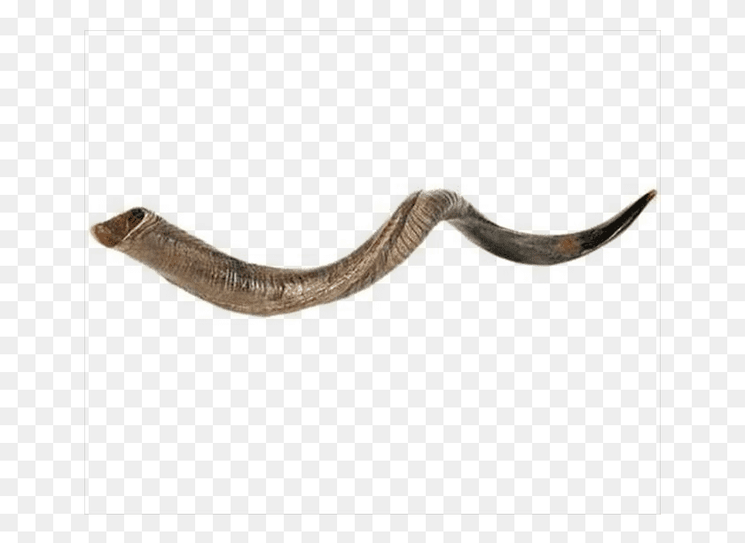 651x553 Large Yemenite Shofar Horn, Snake, Reptile, Animal HD PNG Download