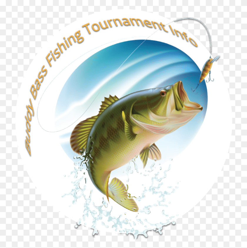 740x782 Largemouth Bass, Fish, Animal, Perch HD PNG Download