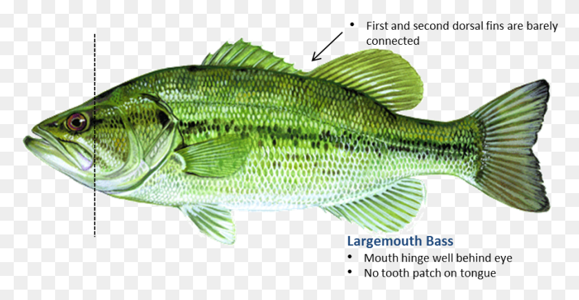 893x430 Largemouth Bass Bass, Fish, Animal, Perch HD PNG Download