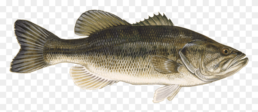 1258x495 Largemouth Bass Large Mouth Bass, Fish, Animal, Perch HD PNG Download