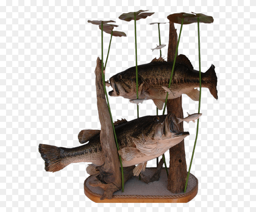 592x636 Largemouth Bass Mount Billfish, Dinosaur, Reptile, Animal Descargar Hd Png