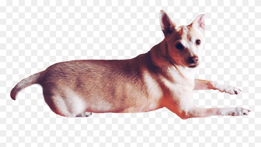 895x476 Largest Collection Of Free To Edit Dog Petsandanimals Pembroke Welsh Corgi, Pet, Canine, Animal HD PNG Download