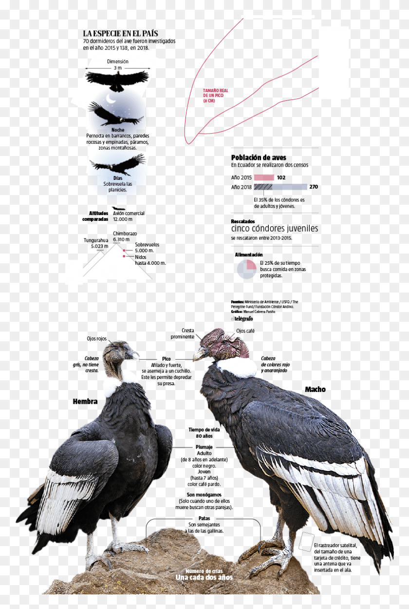 789x1203 Las Acciones California Condor, Vulture, Bird, Animal HD PNG Download
