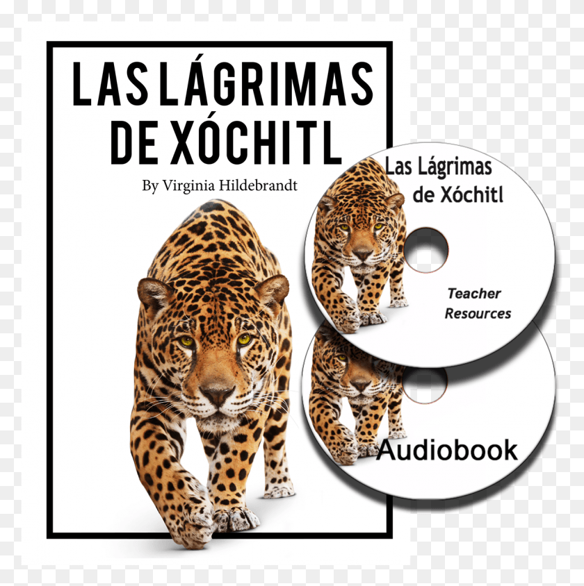 1158x1164 Las Lagrimas Animal Transparent Background, Mammal, Wildlife, Panther HD PNG Download