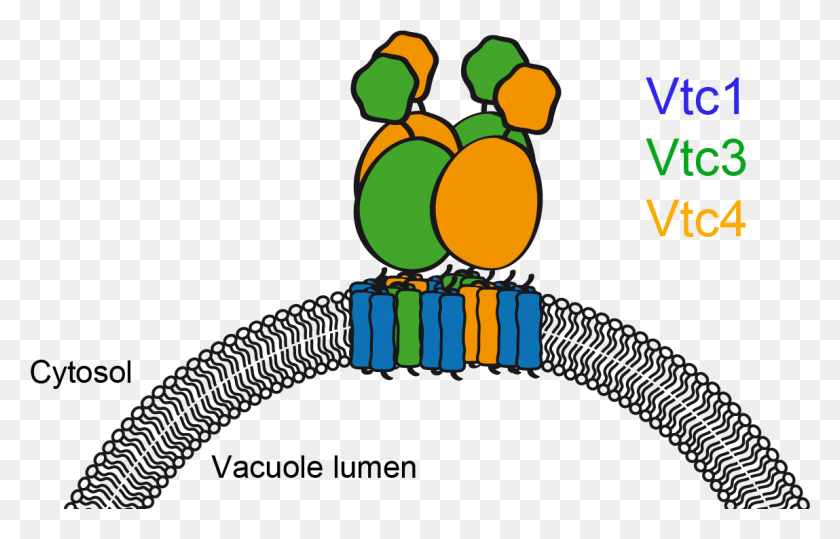 1149x706 Позже Выяснилось, Что Комплекс На Самом Деле Синтезирует Vtc4 Vacuolar, Zipper, Strap, Plant Hd Png Download