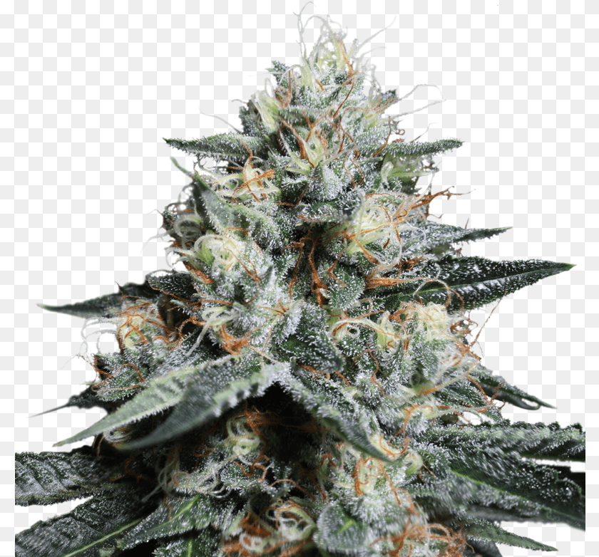 Lava Freeze Indica Icon, Plant, Weed, Bud, Flower Transparent PNG