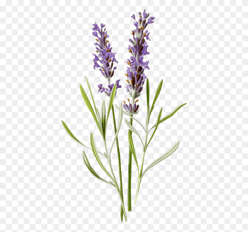428x727 Lavanda Flores Morado Vintage Flower Antiguo Lavender Botanical Drawing, Plant, Blossom, Agapanthus HD PNG Download