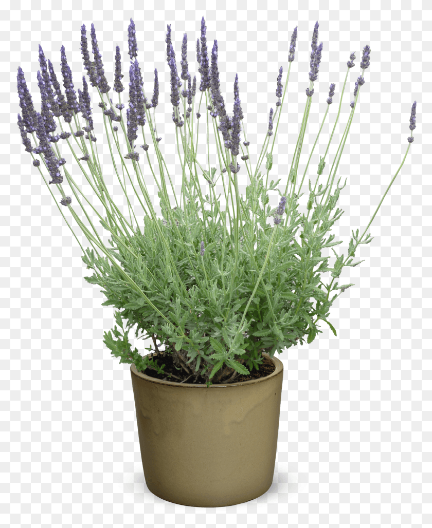 1819x2259 Lavandula Hybrida 39Big Boy, Растение, Цветок, Цветение Hd Png Скачать
