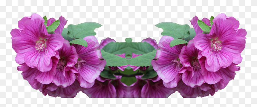 863x321 Lavatera Shrub Plant Flower Pink Foreground Malva, Geranium, Blossom, Purple HD PNG Download