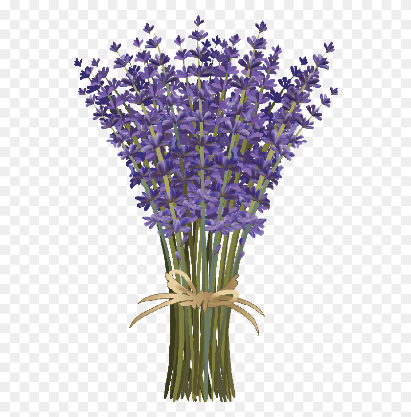 540x791 Lavender Clipart Lavender Flower Vectors, Plant, Blossom, Flower Arrangement HD PNG Download
