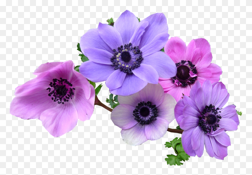 1186x796 Lavender Clipart Rosemary Plant Anemone Flower, Blossom, Geranium, Pollen HD PNG Download