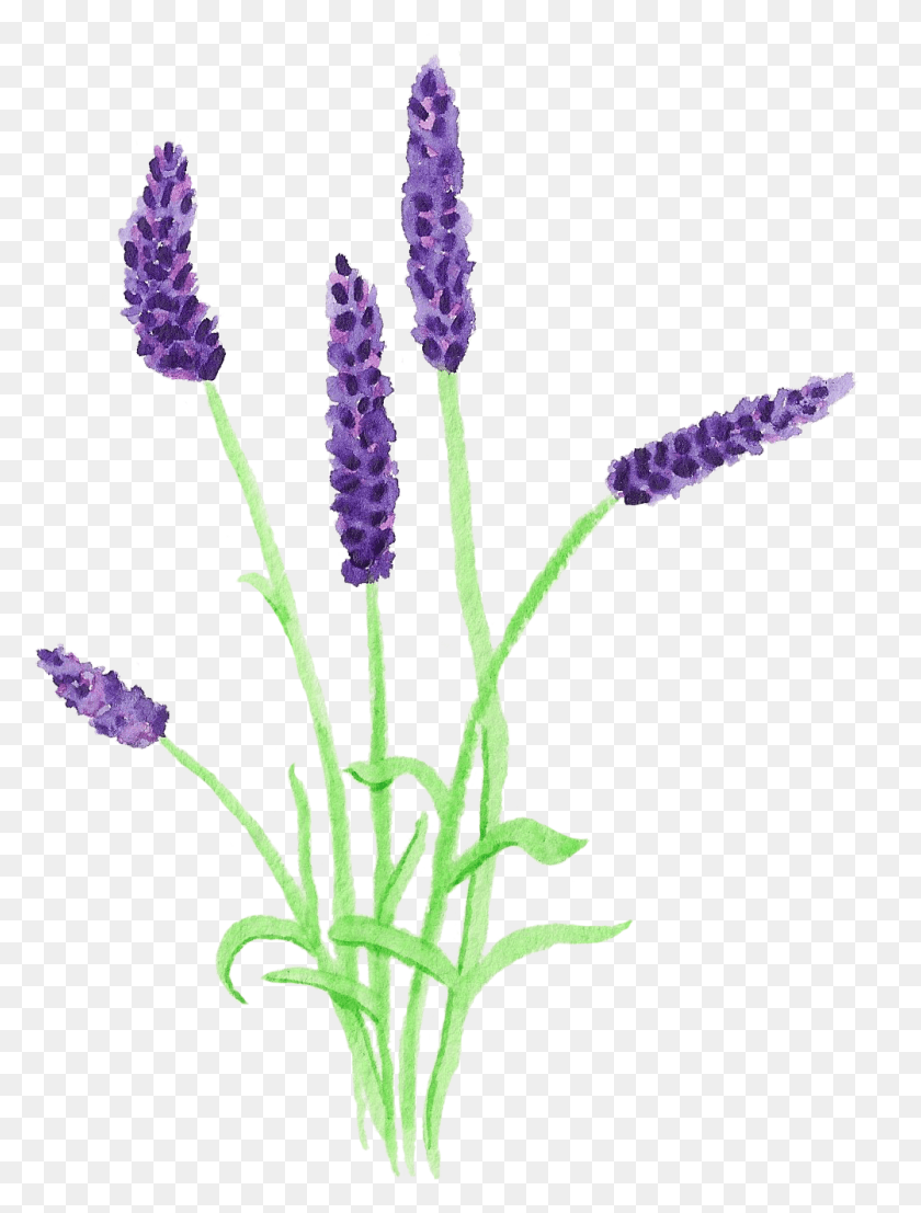 1002x1345 Lavender Clipart Watercolor Clip Art, Plant, Flower, Blossom HD PNG Download