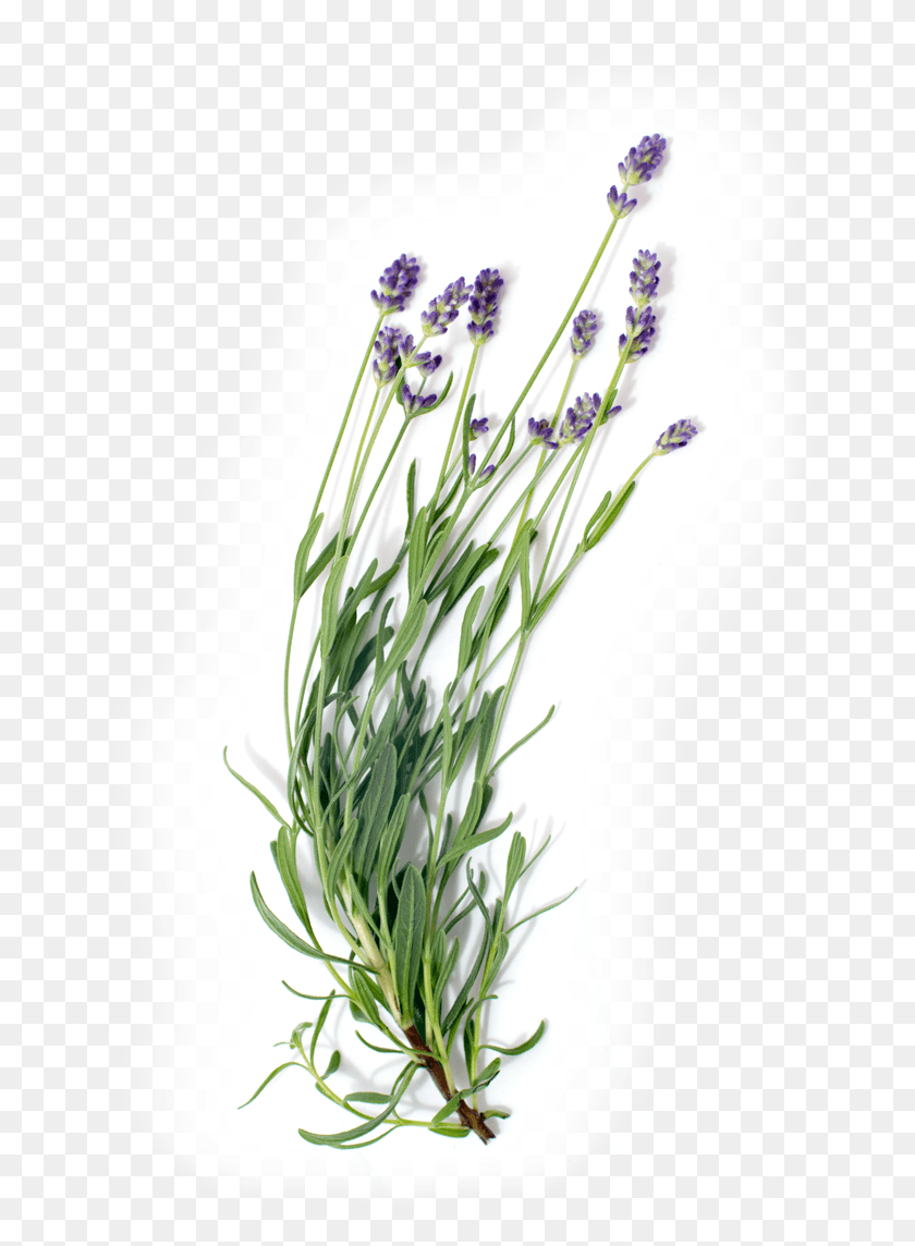 697x1084 Эссенциальная Трава Лаванды, Растение, Цветок, Цветение Hd Png Скачать