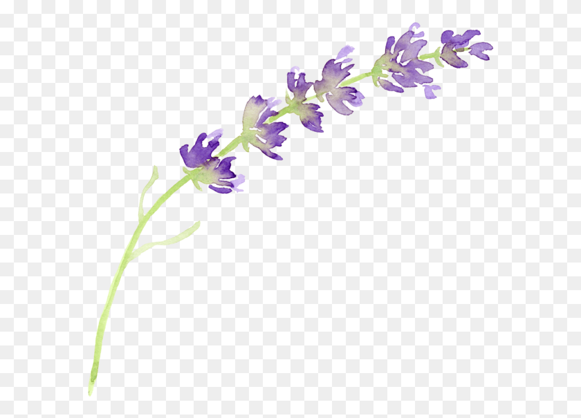 589x545 Lavender Flower Clip Art, Plant, Blossom, Petal HD PNG Download