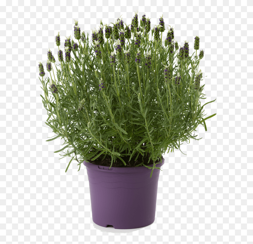 600x748 Lavender Flowerpot, Plant, Seasoning, Food HD PNG Download
