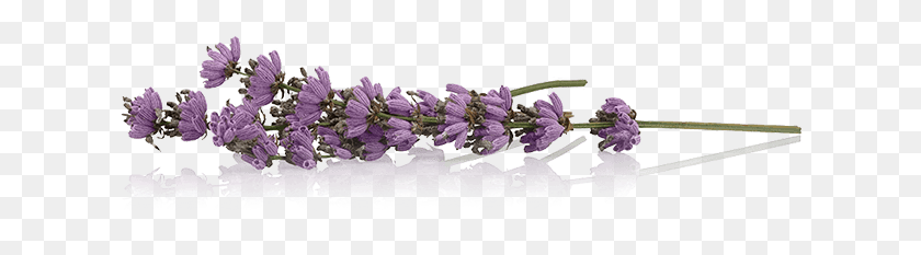 625x173 Lavender Gin Fizz Background Earrings, Plant, Flower, Blossom HD PNG Download
