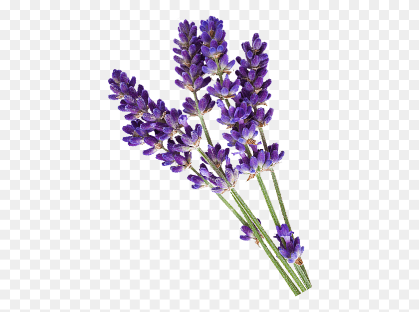 412x565 Lavender Has Been Known For Centuries For It39s Many Lavender Flower For Logo, Plant, Blossom, Lupin HD PNG Download
