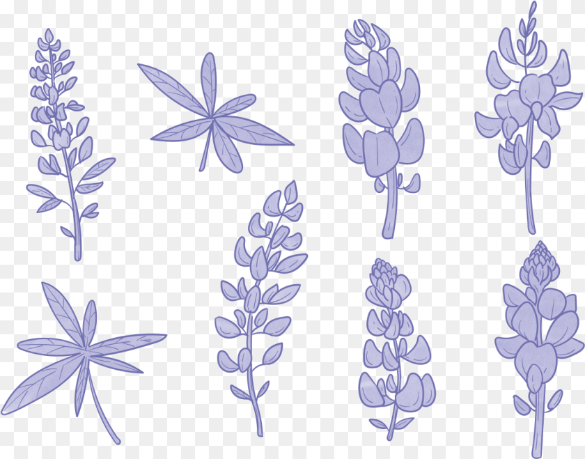 1191x935 Lavender Icons Vector Bluebonnet Flower, Leaf, Plant, Lupin Sticker PNG