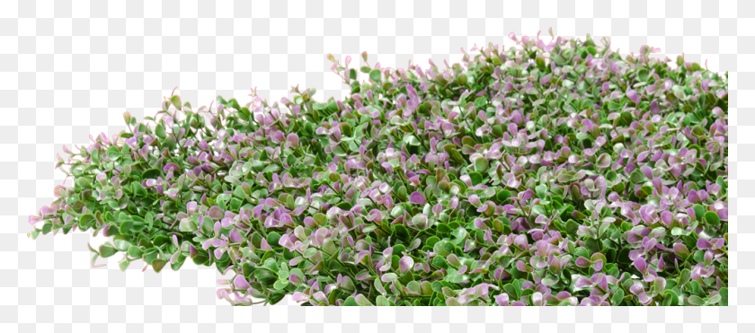 1003x401 Lavender Mat Periwinkle, Plant, Flower, Blossom HD PNG Download