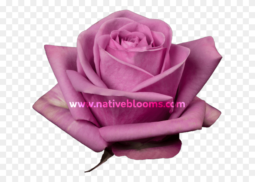 629x540 Lavender Roses Garden Roses, Rose, Flower, Plant HD PNG Download
