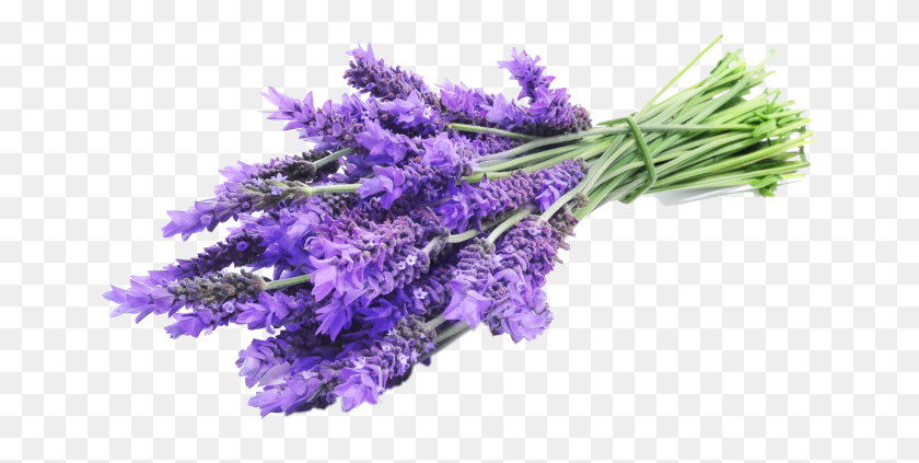 657x363 Lavender Sprig English Lavender, Plant, Flower, Blossom HD PNG Download