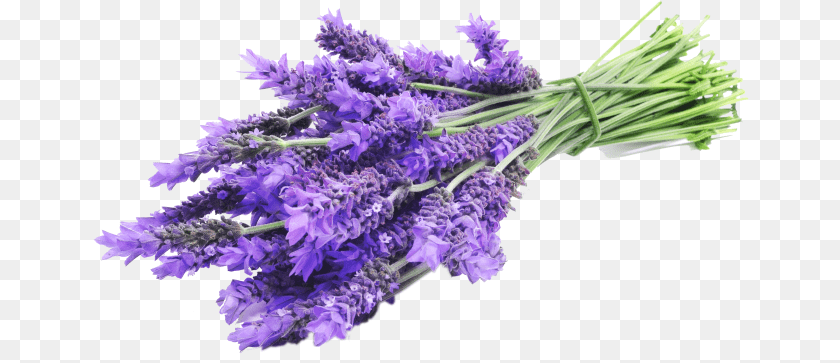 657x363 Lavender Sprig Lavender, Flower, Plant Clipart PNG