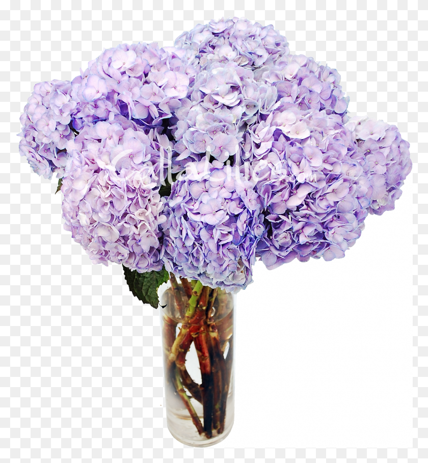 1713x1866 Lavender Tinted Hydrangeas, Plant, Flower, Blossom HD PNG Download