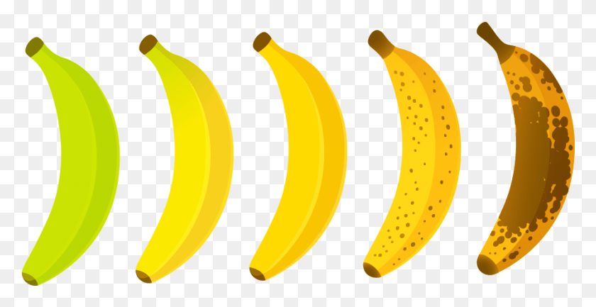 895x428 Lavida Banana El Paraíso Banano Banana Madurez Gráfico, Planta, Fruta, Alimentos Hd Png
