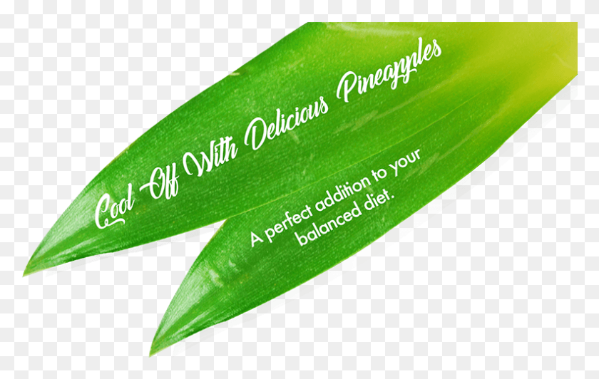 791x479 Lavida Slogan On Pineapple Leaves Writing, Plant, Business Card, Paper HD PNG Download