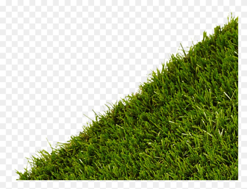 786x589 Lawn, Moss, Plant, Grass HD PNG Download