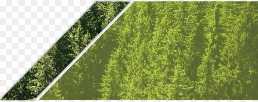 Lawn, Conifer, Vegetation, Tree, Rainforest Sticker PNG