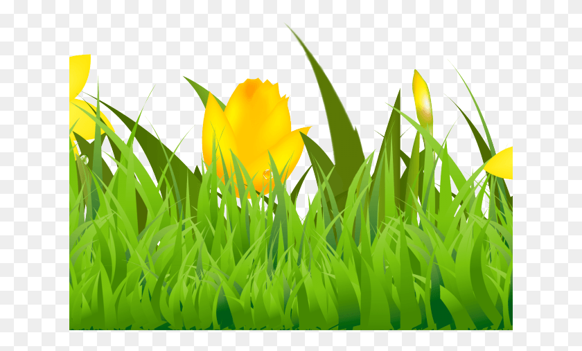 641x447 Lawn Clipart Grass Field Tulip, Plant, Spring, Flower HD PNG Download