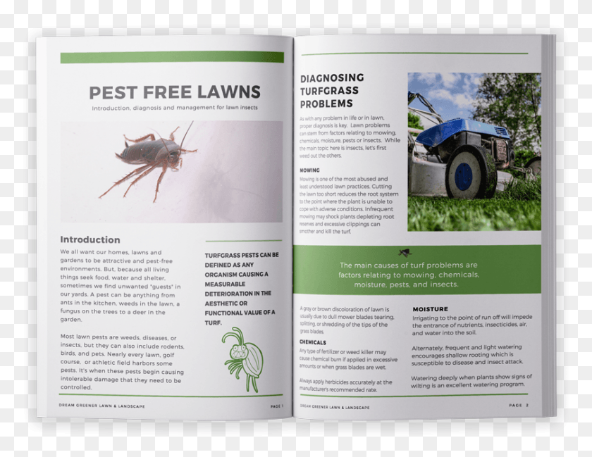 840x635 Lawn Disease E Book Japanese Rhinoceros Beetle, Insect, Invertebrate, Animal HD PNG Download