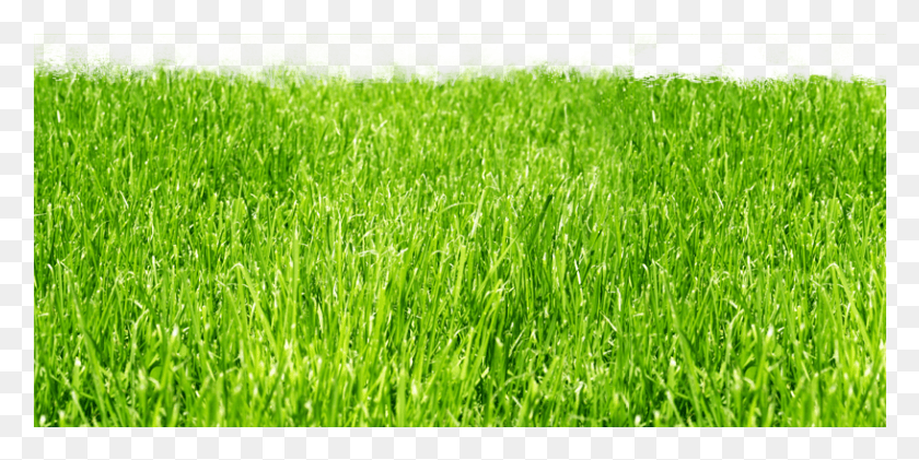 816x378 Lawns Lawns, Grass, Plant, Vegetation HD PNG Download