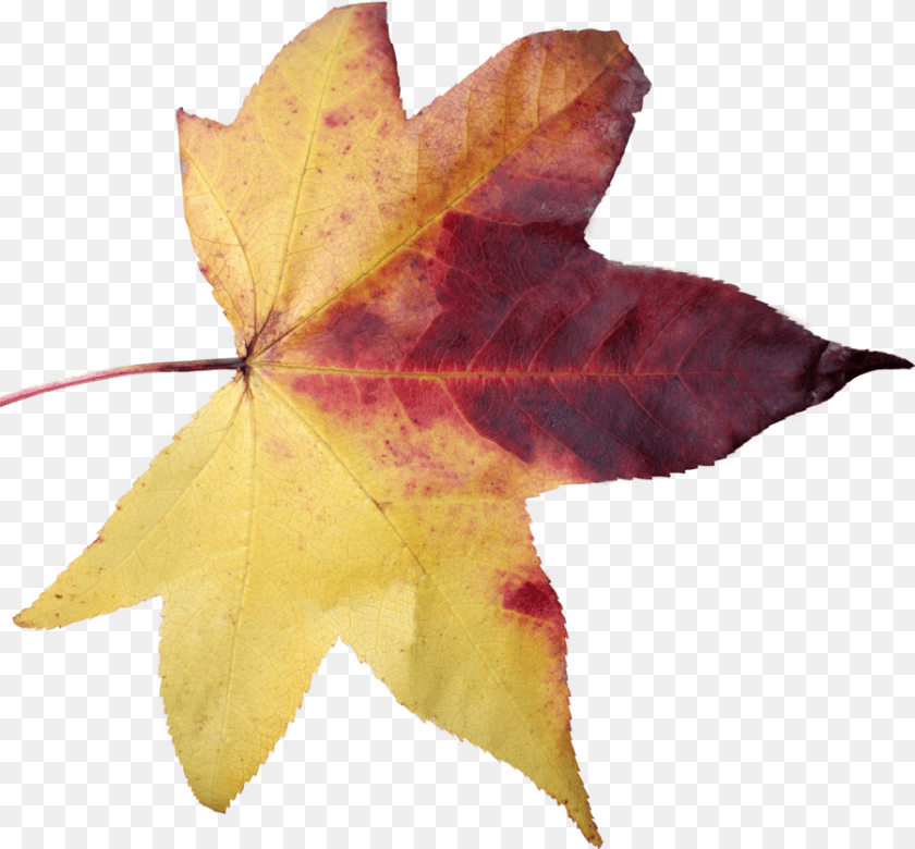 900x836 Leaf 05 By Thy Darkest Hour Old Leaf, Plant, Tree, Maple, Maple Leaf Transparent PNG