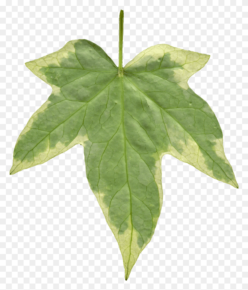 1234x1459 Leaf 06 Back Texture Ivy Leaf, Plant, Tree, Maple Leaf HD PNG Download