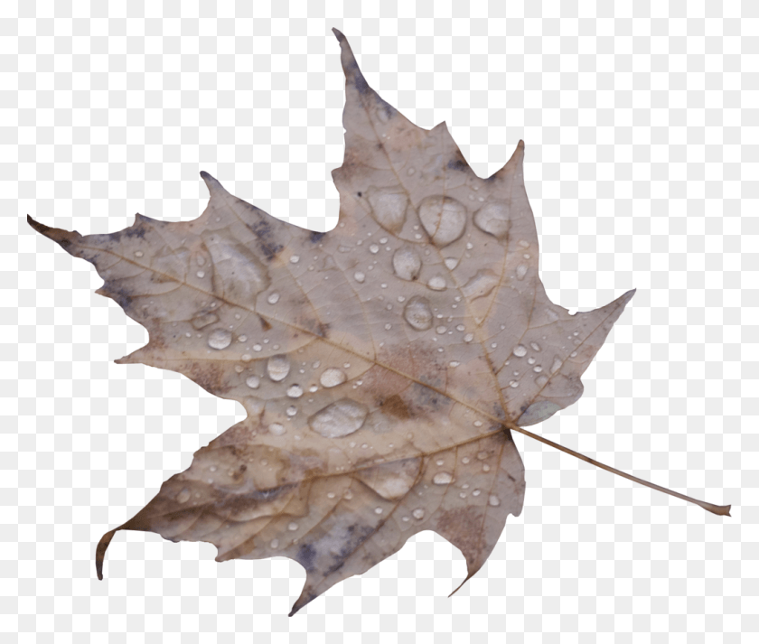 1024x858 Leaf, Plant, Tree, Maple Leaf HD PNG Download