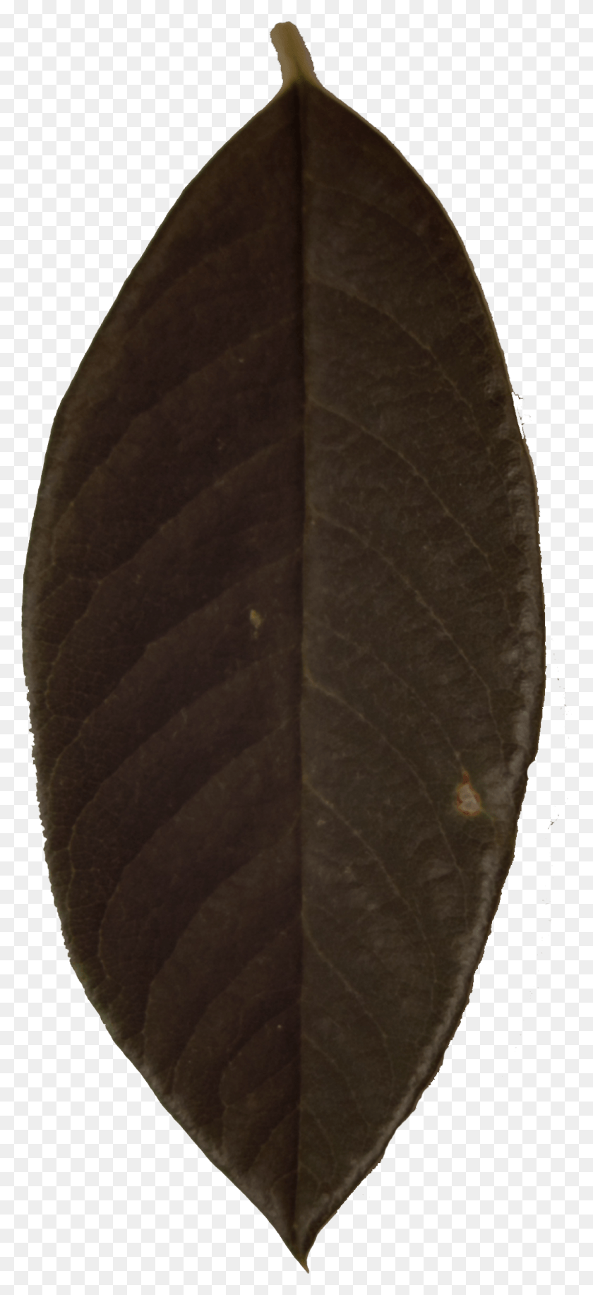 1049x2386 Descargar Png Leaf Alphas Juego Texturas Nopal, Venas, Alfombra Hd Png